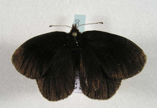 Image of Water Ringlet