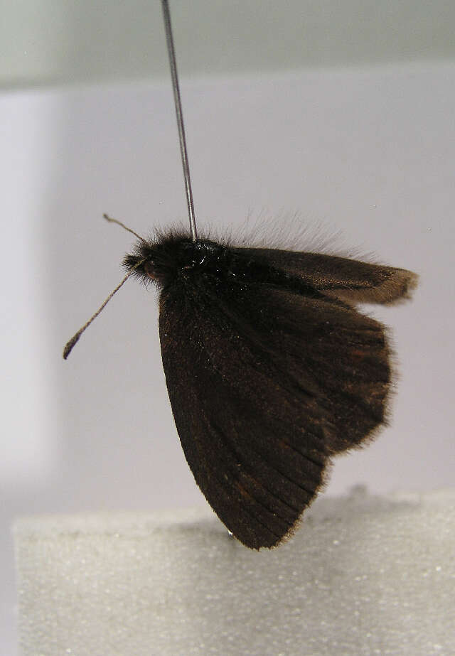 Image of Mountain Ringlet