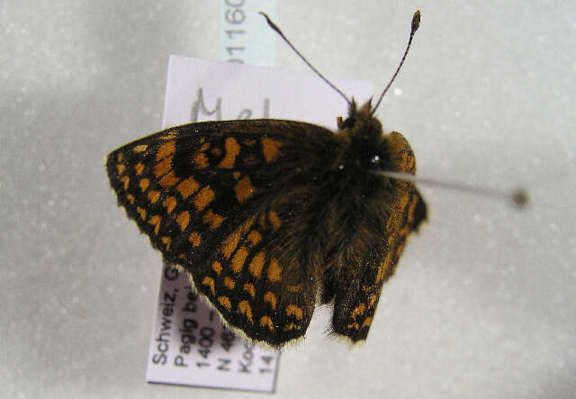 Image of <i>Melitaea athalia</i>