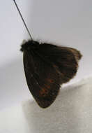 Image of Mountain Ringlet