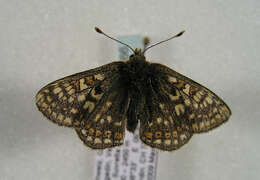 Imagem de <i>Euphydryas aurinia debilis</i>