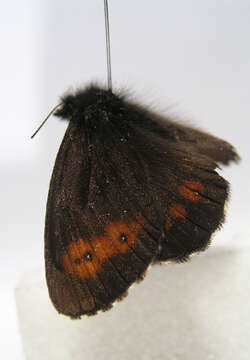 Image of Erebia euryale Esper 1777