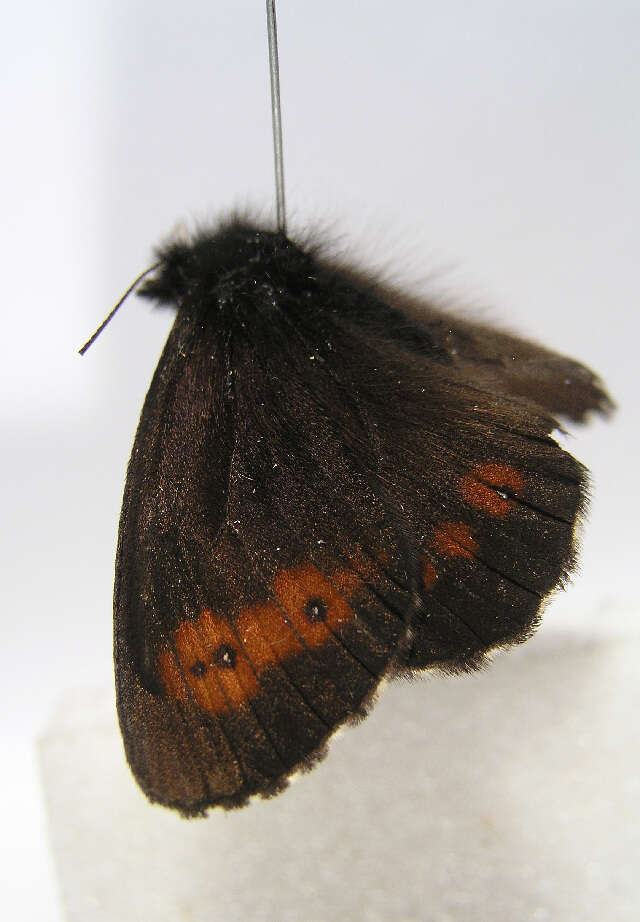 Image of Erebia euryale Esper 1777