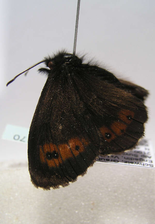 Image of Erebia euryale Esper 1777