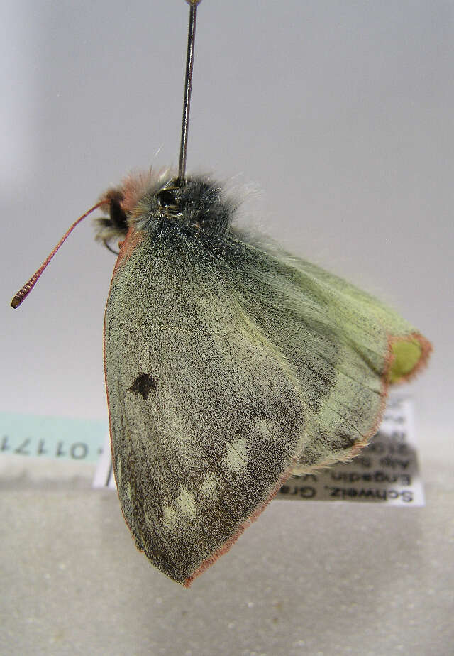 Image of Mountain Clouded Yellow