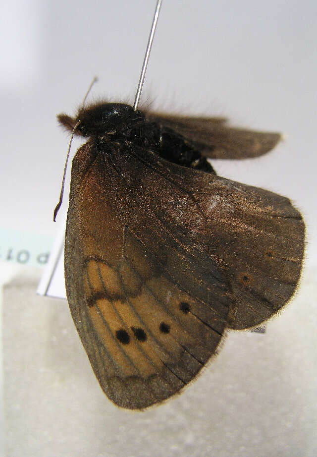 Image of Erebia pandrose