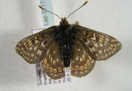 Imagem de <i>Euphydryas aurinia debilis</i>