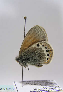 Image of <i>Coenonympha gardetta</i>