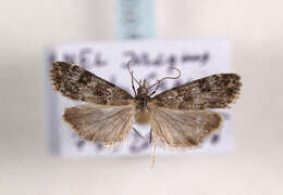 Eudonia petrophila Standfuss 1848的圖片