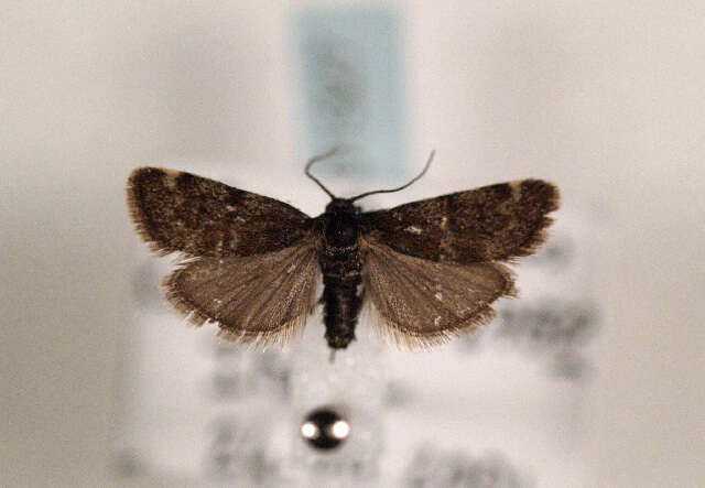 Asarta aethiopella Duponchel 1837 resmi