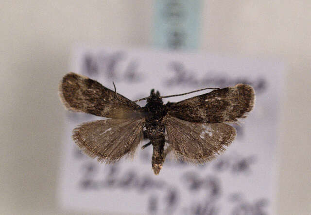 Asarta aethiopella Duponchel 1837 resmi