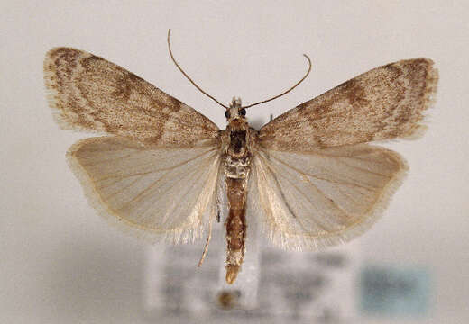Image of <i>Scoparia manifestella</i> Herrich-Schäffer