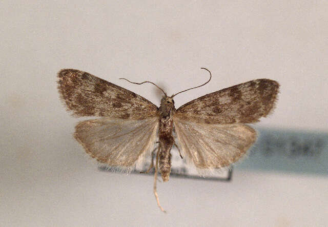 Eudonia petrophila Standfuss 1848的圖片