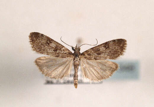 Eudonia petrophila Standfuss 1848的圖片