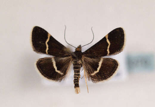 Image of Pyrausta cingulata Linnaeus 1758