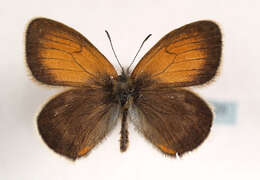 Image of <i>Coenonympha darwiniana</i>