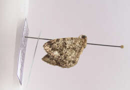 Image of brindled white-spot