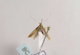 صورة Caloptilia alchimiella (Scopoli 1763)