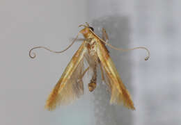 صورة Caloptilia alchimiella (Scopoli 1763)