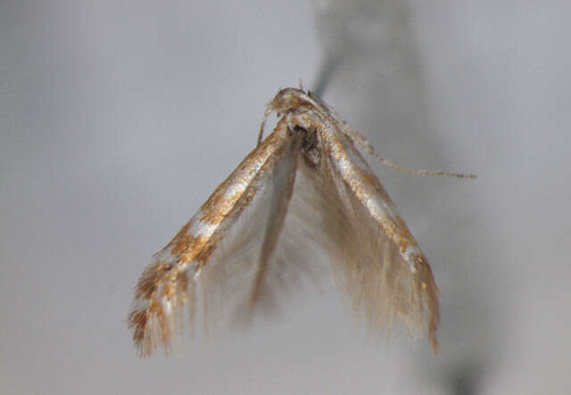 Phyllonorycter fraxinella (Zeller 1846)的圖片