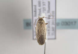 Image of <i>Agonopterix hippomarathri</i>