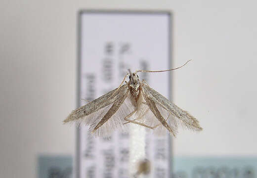 Image of grey fruit-tree case moth