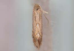 Phyllonorycter quercifoliella (Zeller 1839)的圖片