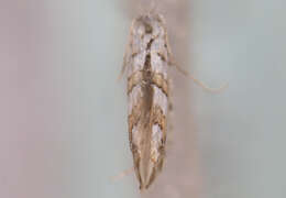 Phyllonorycter acerifoliella (Zeller 1839) resmi