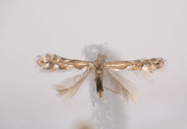 Image de Phyllonorycter coryli (Nicelli 1851)