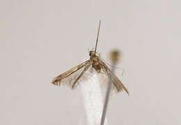 Image of Caloptilia fidella (Reutti 1853)