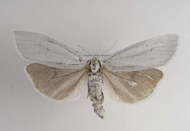 Image of Coscinia Hübner 1819