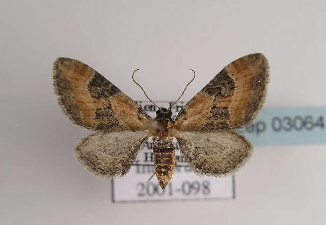 Слика од Eupithecia gueneata Millière 1862