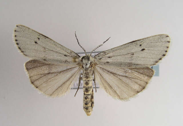 Image of Coscinia Hübner 1819