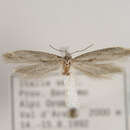 Image of <i>Kessleria orobiae</i>