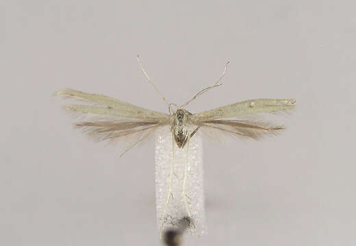 Image of <i>Hellinsia alpinus</i>