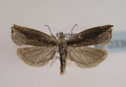 Image of <i>Ancylis christiandiana</i>