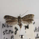 Image de Scythris lhommei Bengtsson & Passerin d'Entrèves 1988