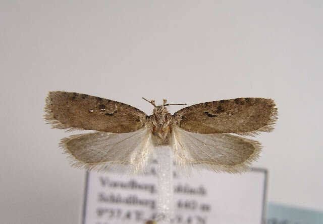 Image of <i>Agonopterix cluniana</i>