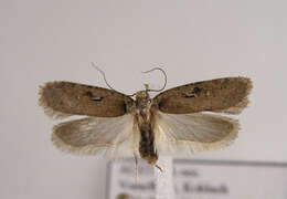 Image of <i>Agonopterix cluniana</i>