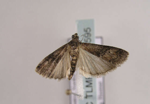 Rhodophaea formosa Haworth 1811 resmi