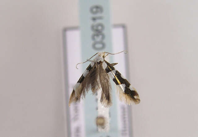 Imagem de Argyresthia brockeella Hübner 1805