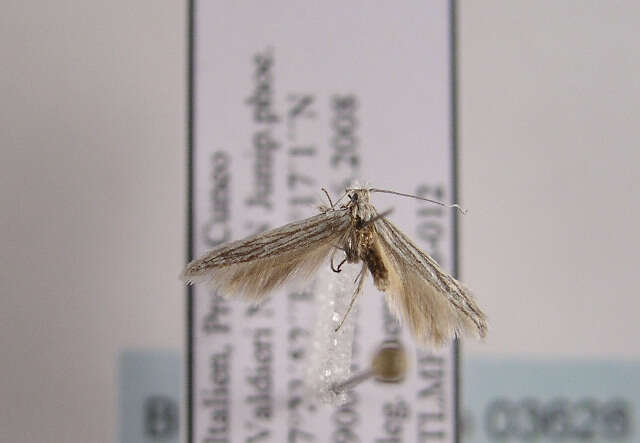 Coleophora obtectella Zeller 1849的圖片