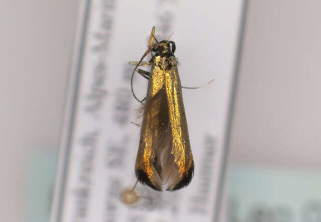 Image of Large Clover Case-bearer