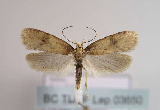 Image of <i>Agonopterix angelicella</i>