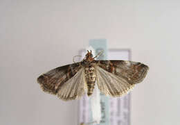 Image of Grey Knot-horn