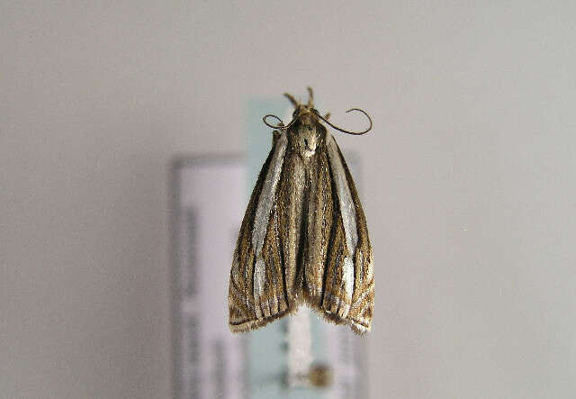 Crambus silvella Hübner (1810) resmi