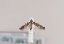 Image of bugloss spear-wing