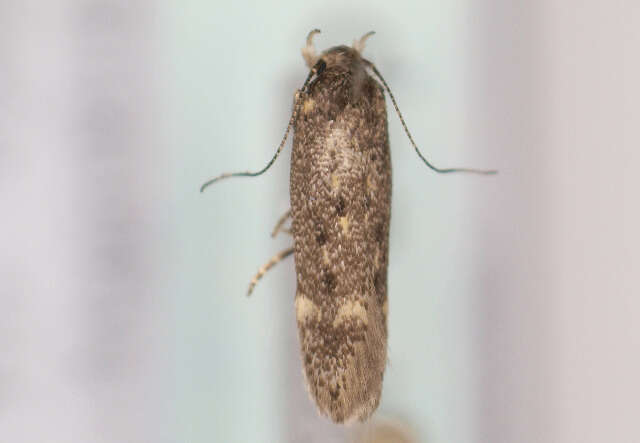 صورة Bryotropha affinis Haworth 1828