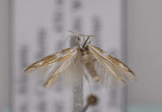 Image of Coleophora involucrella Chrétien 1905