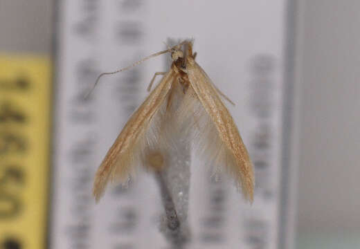 Image of <i>Coleophora aestuariella</i> Bradley 1984
